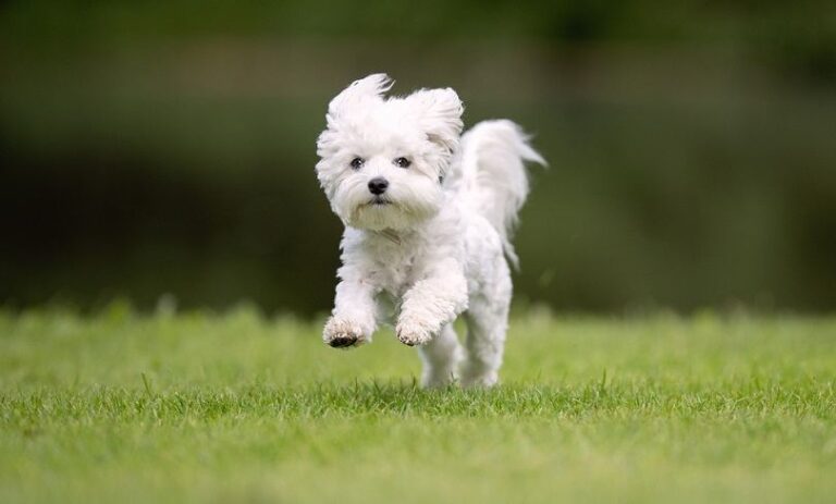 20+ Adorable West Highland White Terrier Mixes You&lsquo;ll Fall in Love With