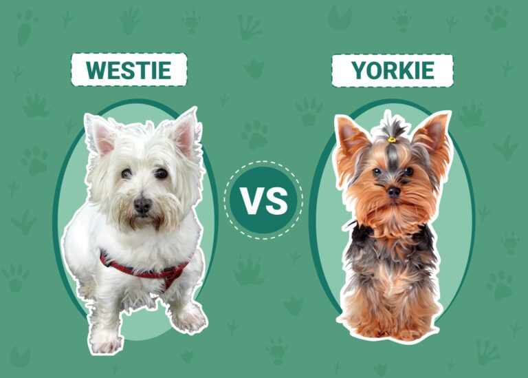 Westie vs Yorkie: An In-Depth Comparison of These Popular Terrier Breeds