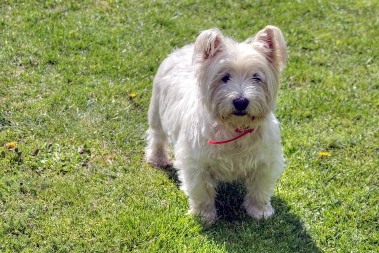 The Wonderful Weston: A Comprehensive Guide to the Coton de Tulear Westie Mix