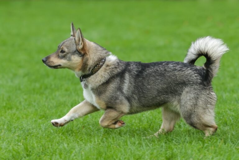 What Is a Wolf Corgi? Discovering the Spunky Swedish Vallhund