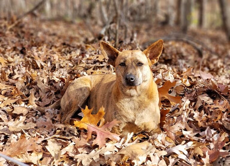 Discover the Phu Quoc Ridgeback: Vietnam&lsquo;s Rare Island Dog Breed