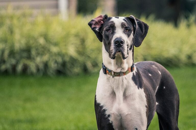 Finding the Perfect Crate for Your Gentle Giant: A Great Dane Owner&lsquo;s Guide