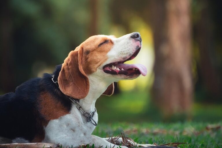 What Were Beagles Bred For? Tracing the Fascinating History of This Beloved Breed