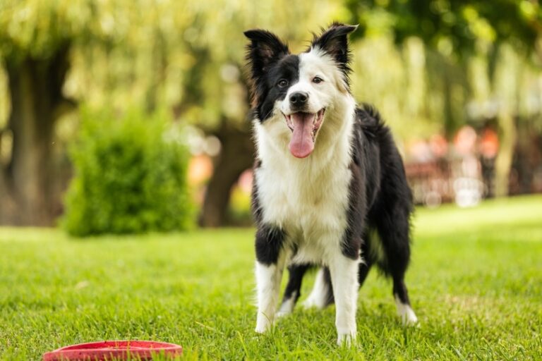 What Were Border Collies Bred For? Origin & History
