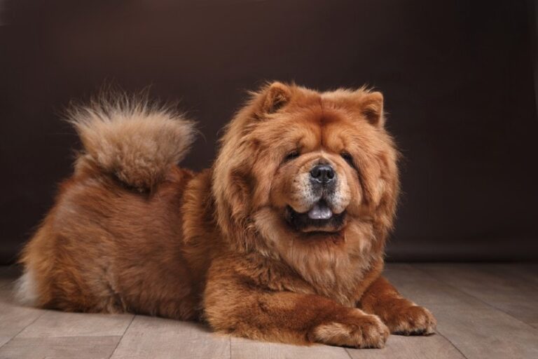 The Noble and Ancient Chow Chow: A Breed Shaped by its Working History