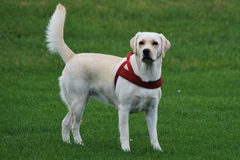 From Fisherman&lsquo;s Friend to America&lsquo;s Favorite: The Amazing Origins and Original Purpose of the Labrador Retriever