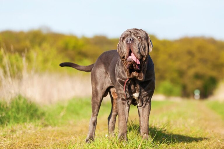 What Were Mastiffs Bred For? An In-Depth Look at the Magnificent Mastiff