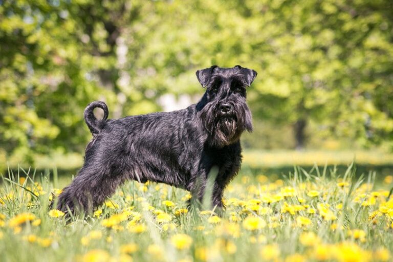 What Were Schnauzers Bred For? Exploring This Beard-tiful Breed&lsquo;s Heritage