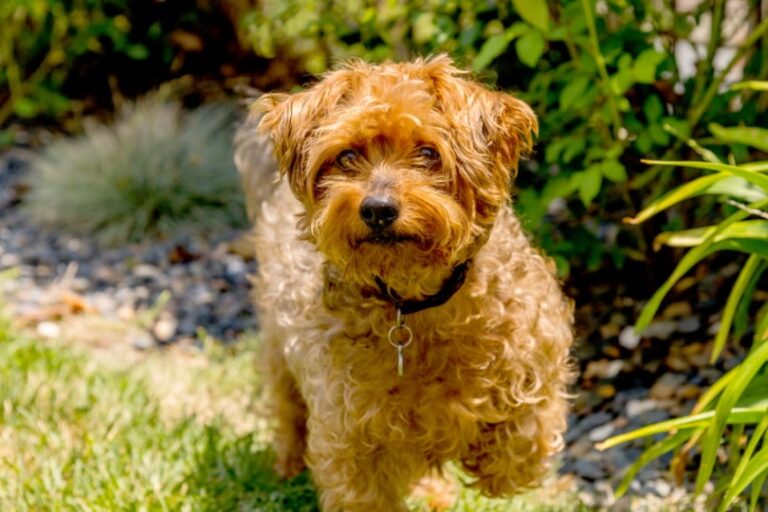 From Ratters to Lap Dogs: The Remarkable Journey of the Yorkshire Terrier