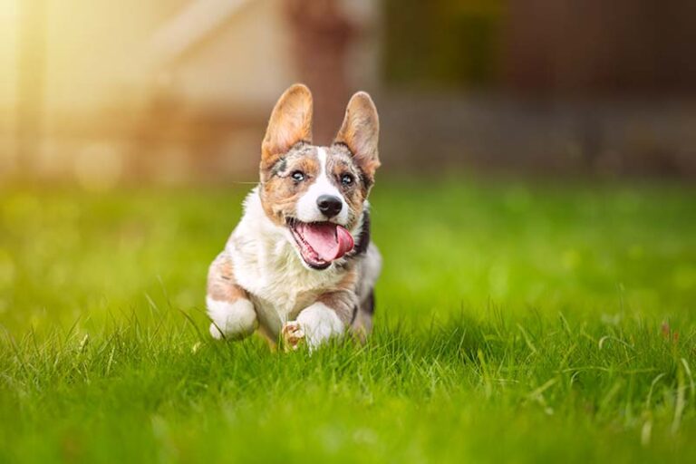 When Will My Corgi Calm Down? A Dog Lover&lsquo;s Guide