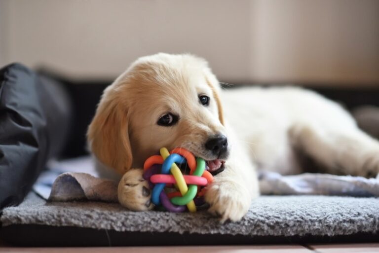When Will Golden Retrievers Stop Teething? A Comprehensive Guide