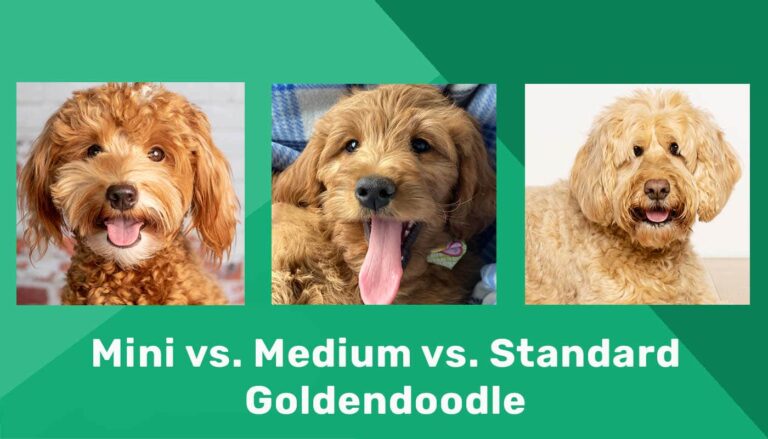 What Size Is My Goldendoodle? A Guide to Mini, Medium, and Standard Doodles