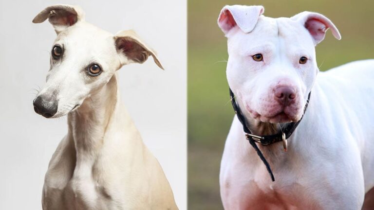 Whippet Pitbull Mix: The Ultimate Guide to This Unique Athletic Cross