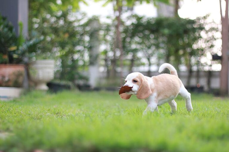 White Beagles: A Comprehensive Guide to These Unique and Lovable Hounds