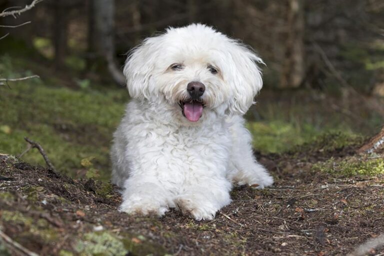 White Cockapoos: A Comprehensive Guide for Dog Lovers
