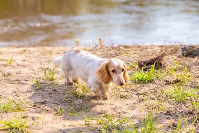 White Dachshunds: A Comprehensive Guide to These Radiant Rarities