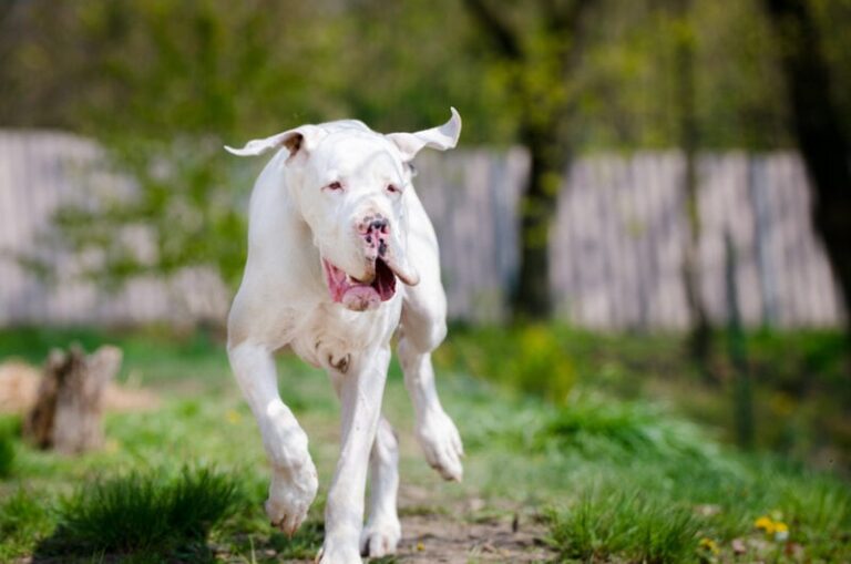 White Great Danes: Majestic Gentle Giants with a Fascinating History