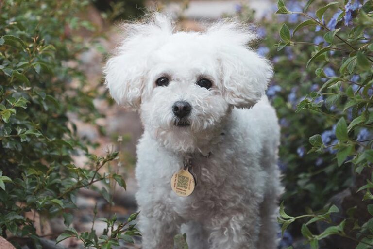 Everything You Need to Know About the Wonderful White Maltipoo