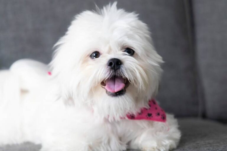 White Shih Tzu: A Comprehensive Guide to This Regal Toy Breed
