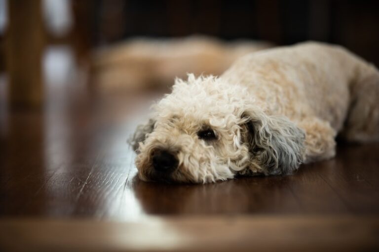 The Whimsical Whoodle: Your Guide to the Wheaten Terrier Poodle Mix