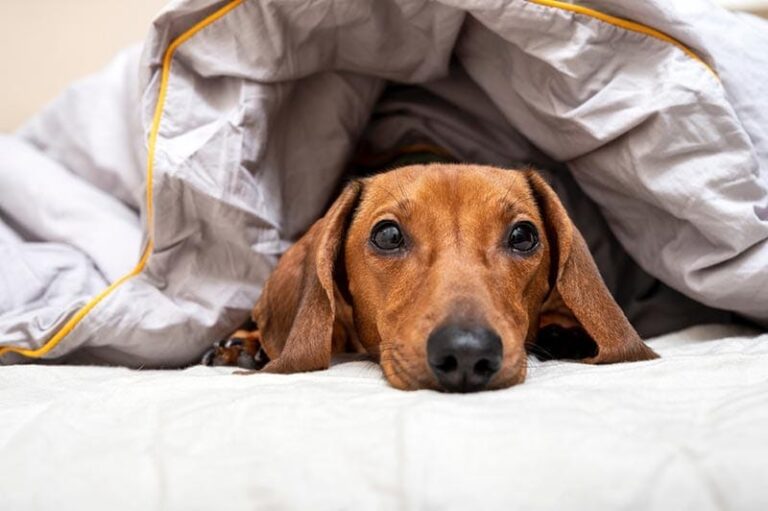Why Your Dachshund Loves to Burrow Under Blankets (And What it Means)