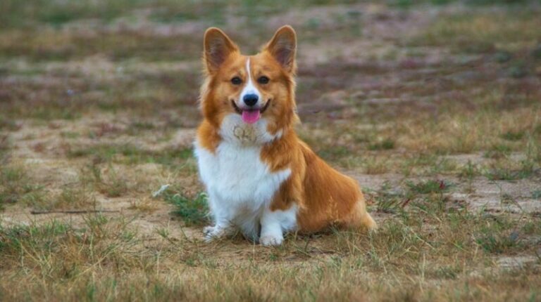 The Fascinating Story Behind Corgis&lsquo; Short Legs