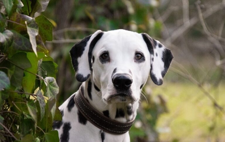 Why Do Dalmatians Have a Bad Reputation? A Dog Lover&lsquo;s Perspective