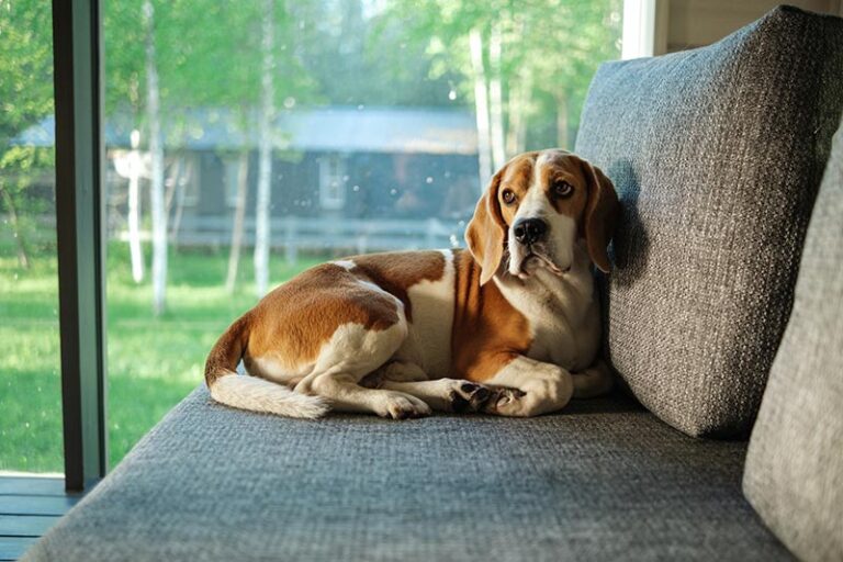 Why Does My Beagle Shiver and Shake? An In-Depth Guide