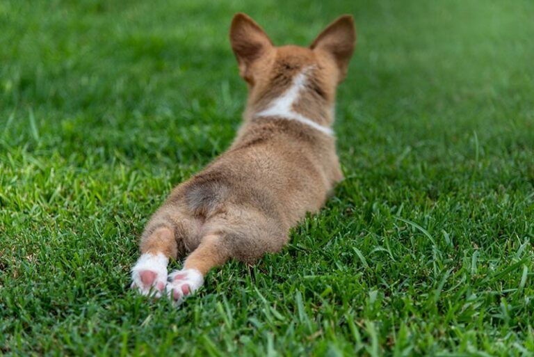 Why Does My Corgi Sploot So Much? A Dog Lover&lsquo;s Investigation