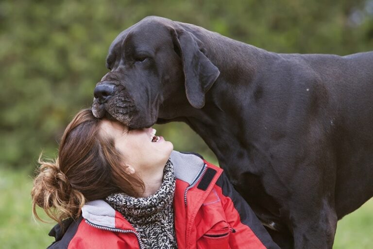 Why Does My Great Dane Lean on Me? A Dog Lover&lsquo;s Guide to Understanding This Gentle Giant&lsquo;s Behavior