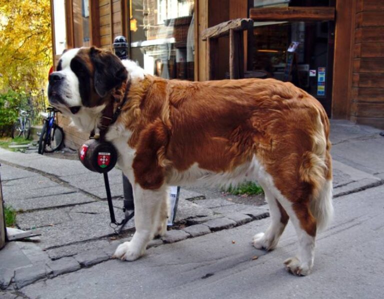 Why Do St. Bernards Have Barrel Collars? Unraveling the Mystery