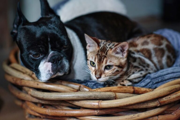 Are Boston Terriers Good with Cats? What Every Pet Owner Needs to Know