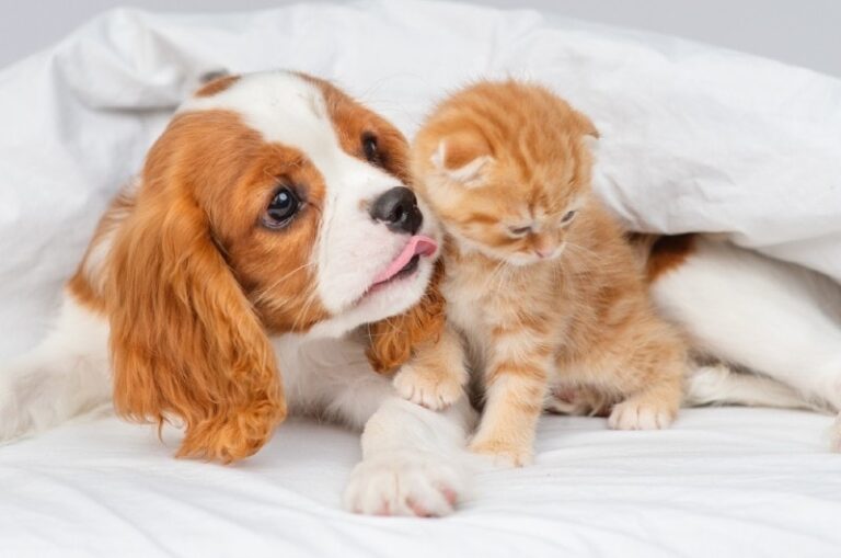Are Cavalier King Charles Spaniels Good With Cats? An In-Depth Guide