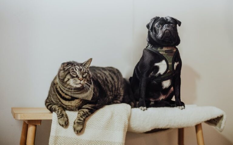 Will a Pug Be Good With My Cat? What You Need to Know