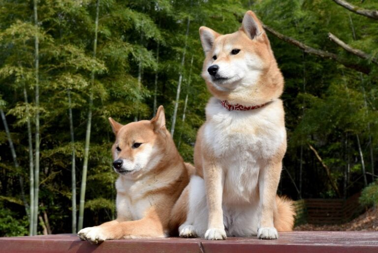Will a Shiba Inu Be Good With Another Dog? A Dog Lover&lsquo;s Comprehensive Guide