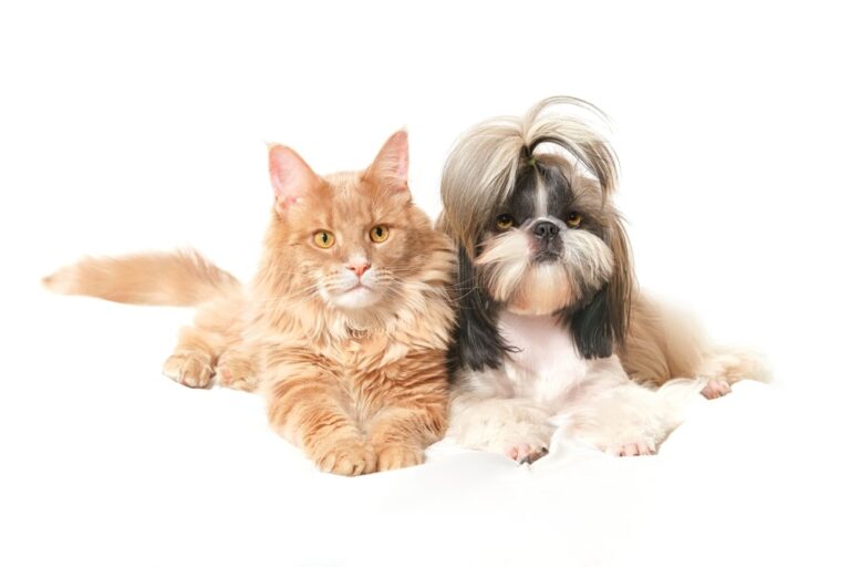 Do Shih Tzus Get Along with Cats? A Dog Lover&lsquo;s Guide