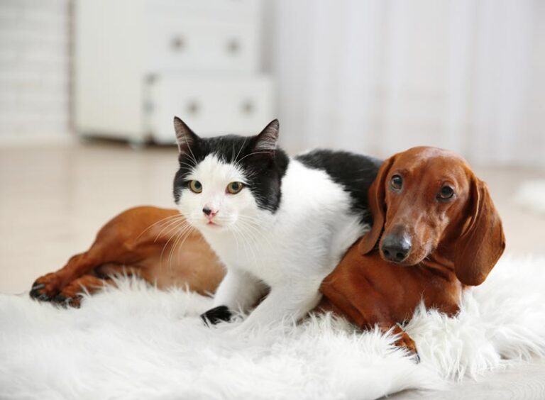Will a Dachshund Get Along with a Cat? An In-Depth Guide for Dog Lovers