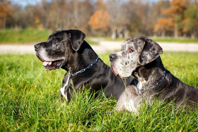 Will a Great Dane Get Along with Another Dog? An In-Depth Guide