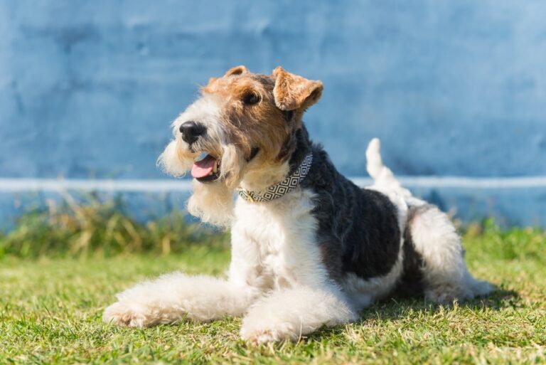 Wire Fox Terrier: Dog Breed Info, Pictures, Care, Traits & More