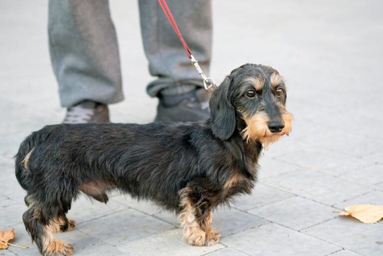 Wirehaired Dachshund Dog Breed: Info, Pictures, Facts, Traits, and More
