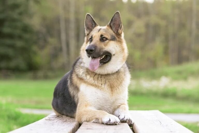 Choosing the Right Dog for Your Family: 30 Breeds to Think Twice About If You Have Young Kids