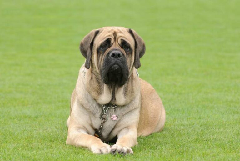 The Ultimate Guide to Wrinkly Dog Breeds: A Dog Lover&lsquo;s Perspective