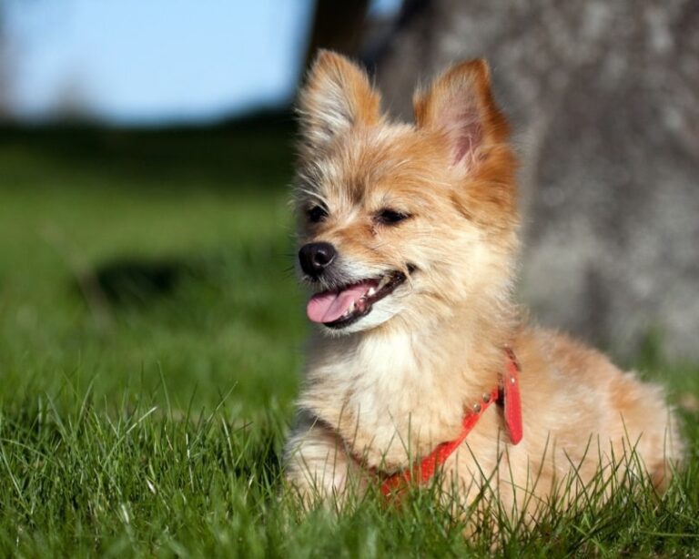 The Yoranian: Small Dog, Big Heart (A Comprehensive Guide)