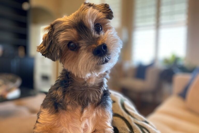 The Adorable Yorkie Maltipoo: A Comprehensive Guide for Dog Lovers