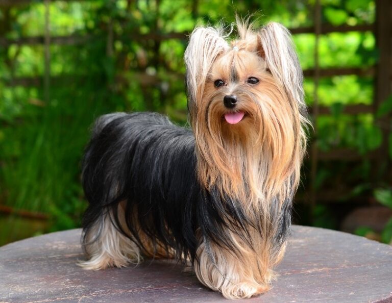 The True Cost of Yorkie Ownership: Analyzing the Lifetime Expenses of 2025&lsquo;s Top Toy Breed