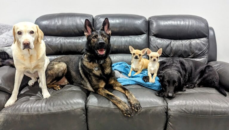 Welcome to the Wonderful World of Dr. Karyn&lsquo;s Dogs!