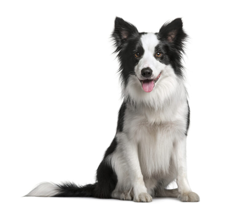 Your 13-18 Month Old Puppy: Navigating the Teenage Phase