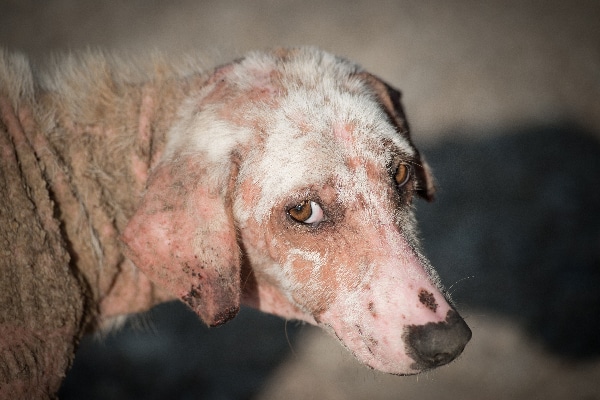 Alabama Rot in Dogs: A Comprehensive Guide for Concerned Owners