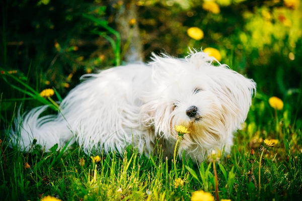 A Dog Lover&lsquo;s Guide to Allergic Reactions: Hives, Vomiting, and Beyond