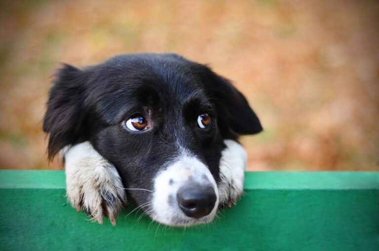 Are Border Collies Prone to Anxiety? Understanding This Brilliant Breed